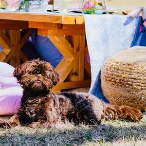 Meet your Posher, Abby